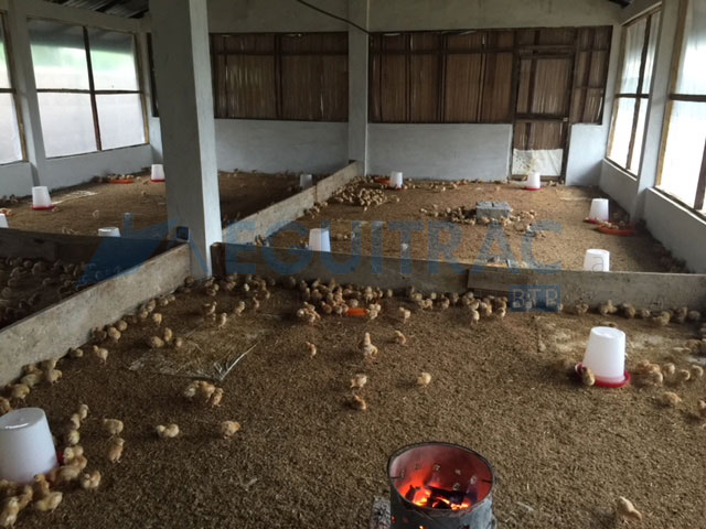 Construction et mise en route d’une ferme avicole